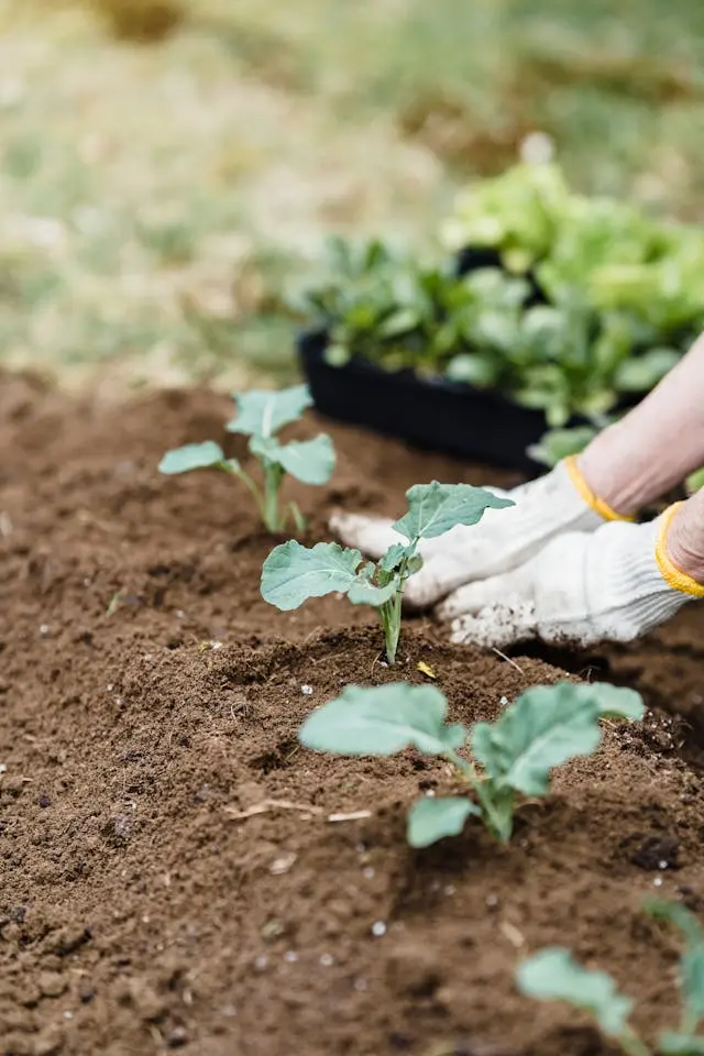 Countries with Highest Percentage of Organic Land